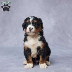 Jax, Mini Bernedoodle Puppy